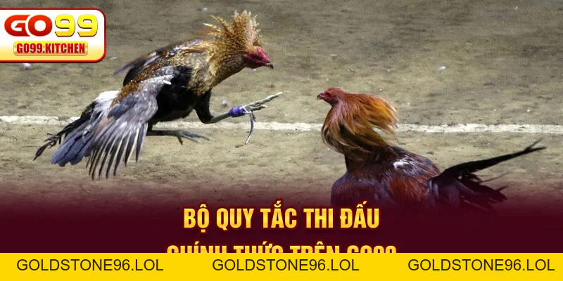 Đá Gà GO99 - Trực Tiếp Full HD Từ Các Trường Gà Hot - goldstone96