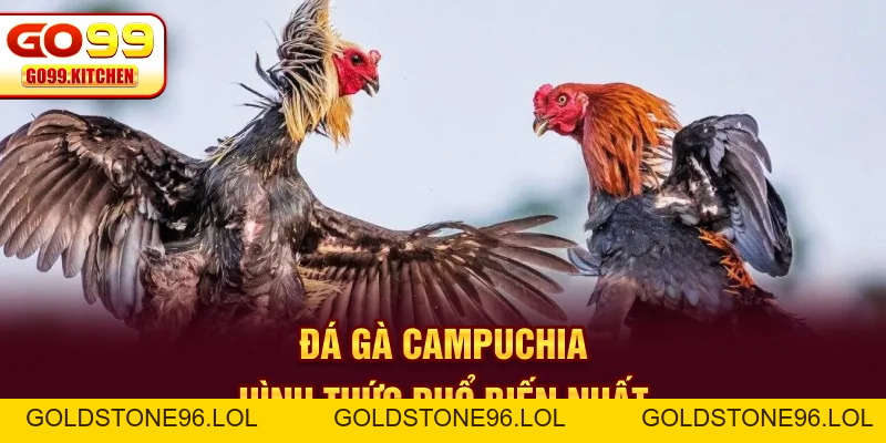 Đá Gà GO99 - Trực Tiếp Full HD Từ Các Trường Gà Hot - goldstone96